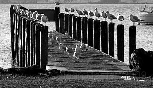 Seagulls.jpg