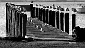 Seagulls